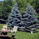 blue-spruce