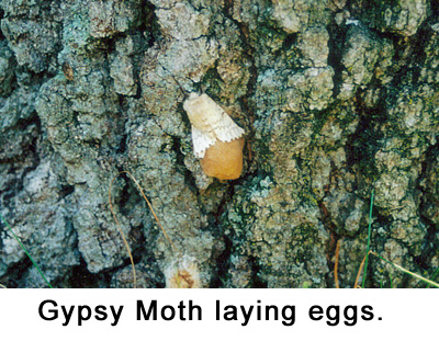gypsy-moth-laying-eggs