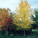 red-maples