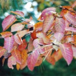 serviceberry-leaves
