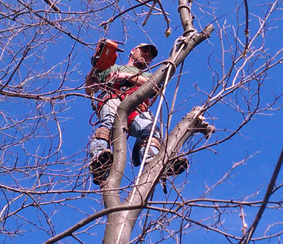 tree-service